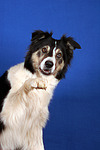 hundefotos border_collie