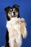 hundefotos border_collie