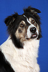hundefotos border_collie