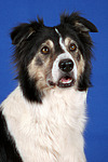 hundefotos border_collie