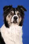 hundefotos border_collie