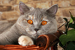 katzenfotos britisch_kurzhaar