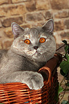 katzenfotos britisch_kurzhaar