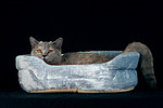 katzenfotos britisch_kurzhaar
