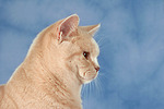 katzenfotos britisch_kurzhaar