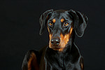 hundefotos dobermann