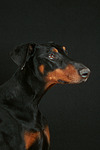 hundefotos dobermann