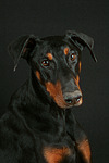 hundefotos dobermann