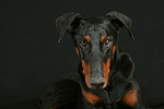 hundefotos dobermann