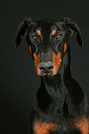 hundefotos dobermann