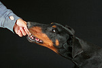 hundefotos dobermann