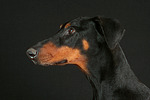 hundefotos dobermann