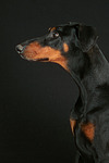 hundefotos dobermann