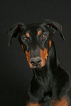 hundefotos dobermann