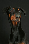hundefotos dobermann