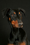 hundefotos dobermann