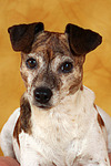 hundefotos jack_russell_terrier