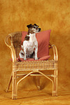 hundefotos jack_russell_terrier