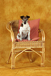 hundefotos jack_russell_terrier