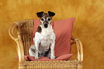 hundefotos jack_russell_terrier