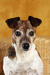 hundefotos jack_russell_terrier