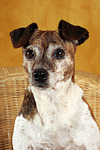 hundefotos jack_russell_terrier