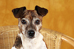 hundefotos jack_russell_terrier