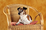 hundefotos jack_russell_terrier