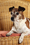 hundefotos jack_russell_terrier