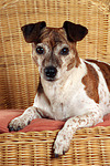 hundefotos jack_russell_terrier