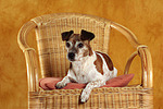 hundefotos jack_russell_terrier
