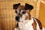 hundefotos jack_russell_terrier
