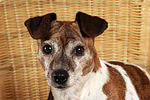 hundefotos jack_russell_terrier