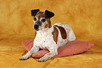 hundefotos jack_russell_terrier