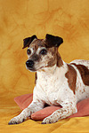 hundefotos jack_russell_terrier