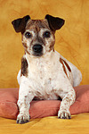 hundefotos jack_russell_terrier