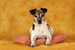 hundefotos jack_russell_terrier