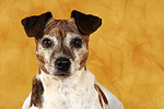 hundefotos jack_russell_terrier