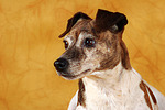 hundefotos jack_russell_terrier
