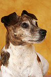 hundefotos jack_russell_terrier