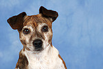 hundefotos jack_russell_terrier