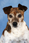 hundefotos jack_russell_terrier