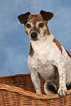 hundefotos jack_russell_terrier
