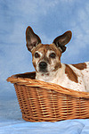 hundefotos jack_russell_terrier