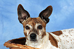 hundefotos jack_russell_terrier