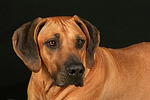 hundefotos rhodesian_ridgeback