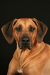 hundefotos rhodesian_ridgeback