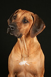 hundefotos rhodesian_ridgeback