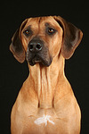 hundefotos rhodesian_ridgeback