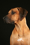 hundefotos rhodesian_ridgeback